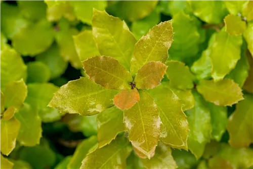 Stein-Eiche - Quercus ilex