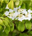 Filziger Schneeball - Viburnum plicatum tomentosum