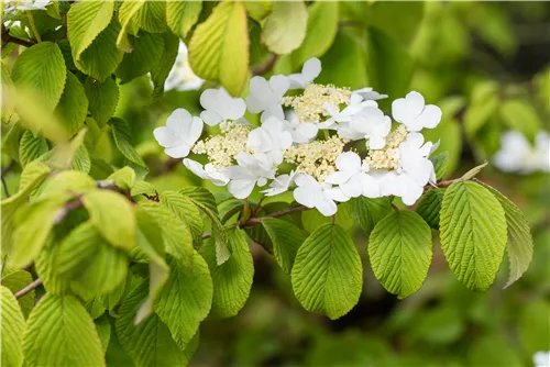 Filziger Schneeball - Viburnum plicatum tomentosum