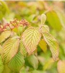 Filziger Schneeball - Viburnum plicatum tomentosum