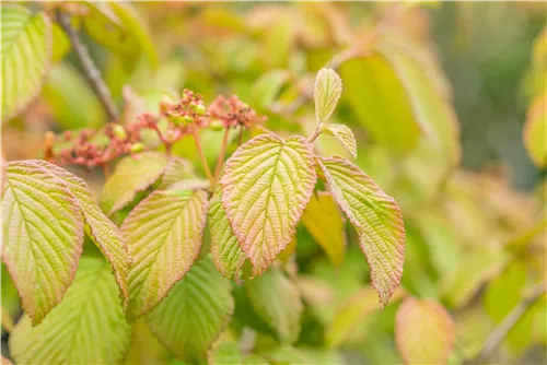 Filziger Schneeball - Viburnum plicatum tomentosum