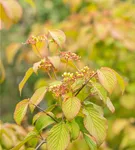 Filziger Schneeball - Viburnum plicatum tomentosum