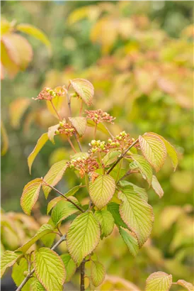 Filziger Schneeball - Viburnum plicatum tomentosum