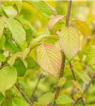 Filziger Schneeball - Viburnum plicatum tomentosum