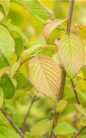 Viburnum plicatum tomentosum