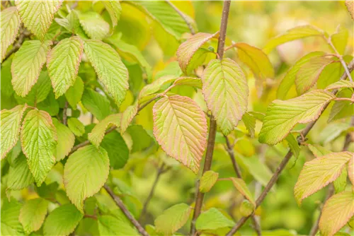 Filziger Schneeball - Viburnum plicatum tomentosum