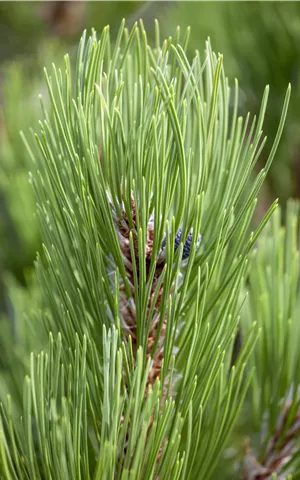 Pinus leucodermis 'Compact Gem'