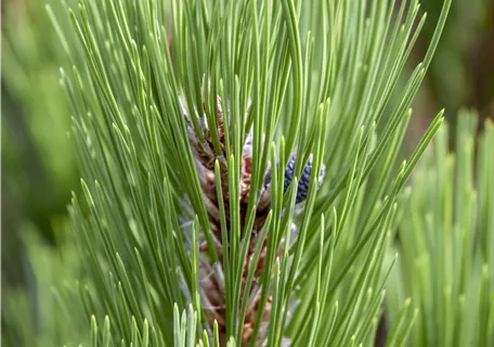 Pinus leucodermis 'Compact Gem' - 