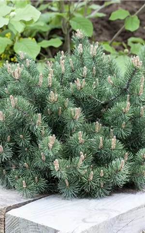 Pinus mugo 'Humpy'