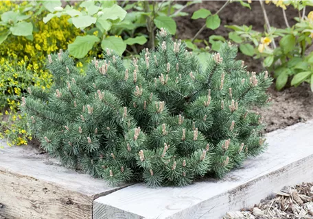 Pinus mugo 'Humpy' - Berg-Kiefer 'Humpy'