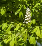 Gefülltblühende Rosskastanie 'Baumannii' - Aesculus hippocastanum 'Baumannii'