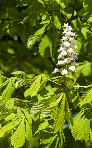 Aesculus hippocastanum 'Baumannii'