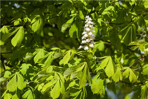 Gefülltblühende Rosskastanie 'Baumannii' - Aesculus hippocastanum 'Baumannii'