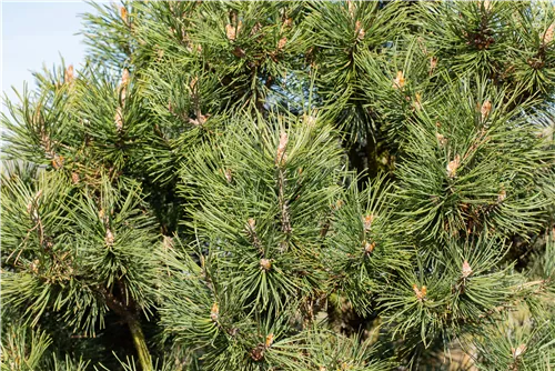 Berg-Kiefer 'Columbo' - Pinus mugo 'Columbo'