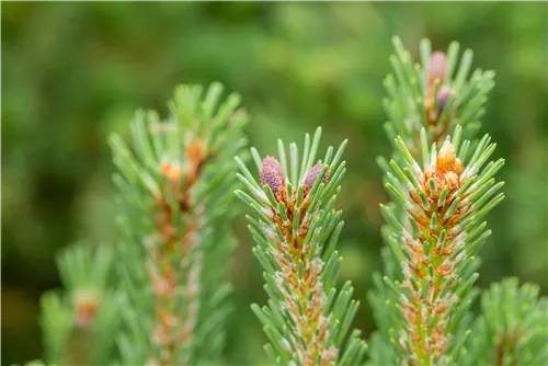 Berg-Kiefer 'Columbo' - Pinus mugo 'Columbo'