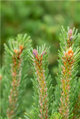 Berg-Kiefer 'Columbo' - Pinus mugo 'Columbo'