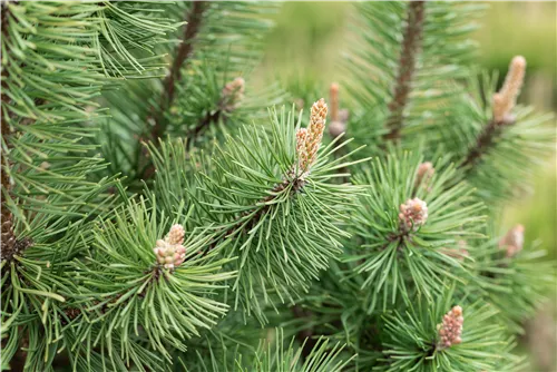 Berg-Kiefer 'Columbo' - Pinus mugo 'Columbo'