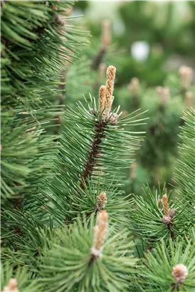 Berg-Kiefer 'Columbo' - Pinus mugo 'Columbo'