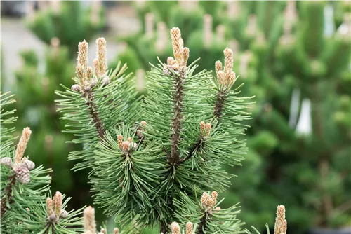 Berg-Kiefer 'Columbo' - Pinus mugo 'Columbo'