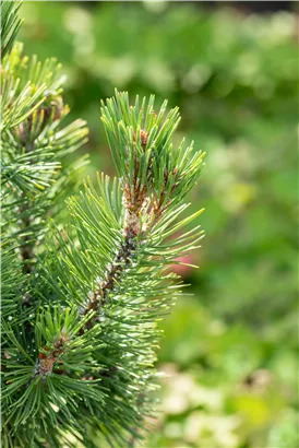 Berg-Kiefer 'Columbo' - Pinus mugo 'Columbo'