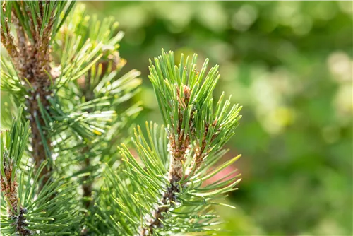 Berg-Kiefer 'Columbo' - Pinus mugo 'Columbo'