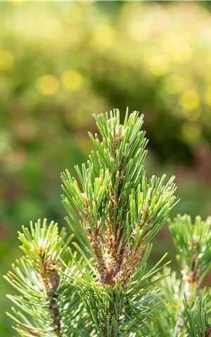 Pinus mugo 'Columbo'