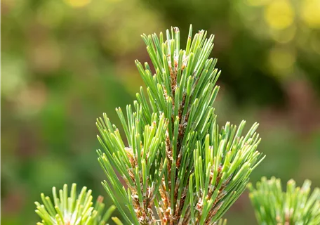 Pinus mugo 'Columbo' - Berg-Kiefer 'Columbo'