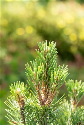 Berg-Kiefer 'Columbo' - Pinus mugo 'Columbo'