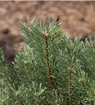 Kiefer - Pinus sylvestris - Nadeln - Koniferen