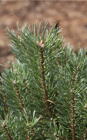 Pinus sylvestris - Nadeln - Koniferen