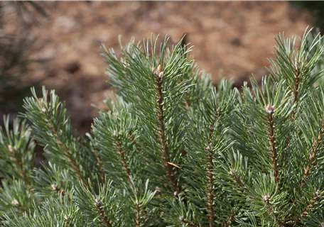 Pinus sylvestris - Nadeln - Koniferen - Kiefer