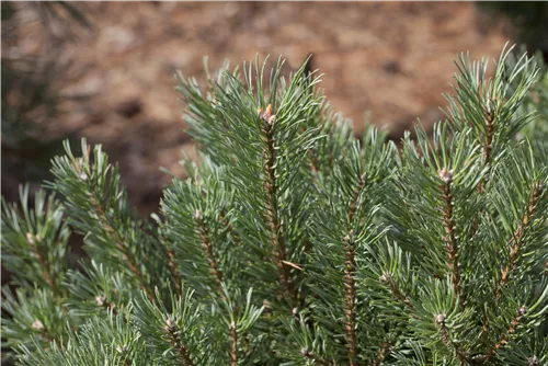 Kiefer - Pinus sylvestris - Nadeln - Koniferen