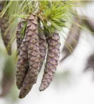 Kiefer - Pinus sylvestris - Nadeln - Koniferen