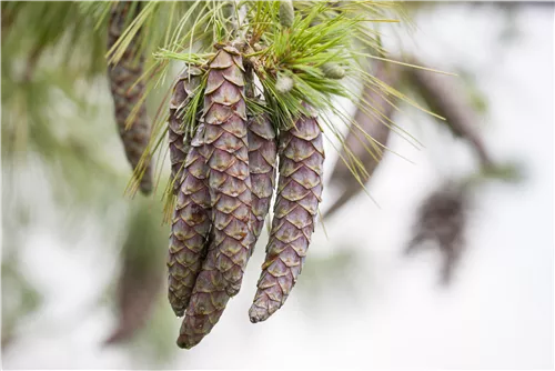 Kiefer - Pinus sylvestris - Nadeln - Koniferen