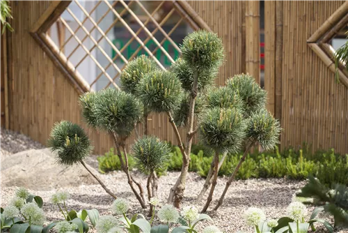 Kiefer - Pinus sylvestris - Nadeln - Koniferen