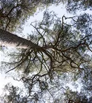 Kiefer - Pinus sylvestris - Nadeln - Koniferen