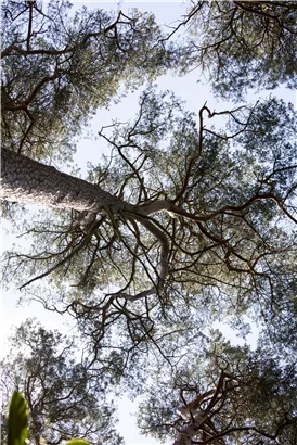 Kiefer - Pinus sylvestris - Nadeln - Koniferen