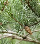 Kiefer - Pinus sylvestris - Nadeln - Koniferen