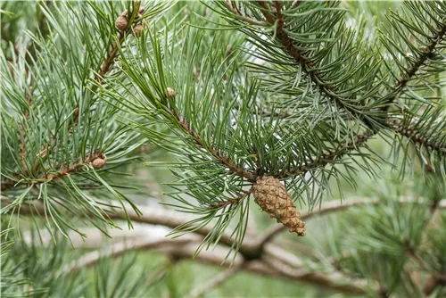 Kiefer - Pinus sylvestris - Nadeln - Koniferen