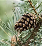 Kiefer - Pinus sylvestris - Nadeln - Koniferen