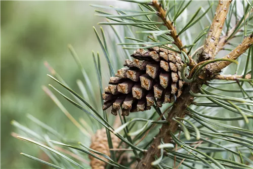 Kiefer - Pinus sylvestris - Nadeln - Koniferen