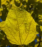 Reichfruchtender Trompetenbaum 'Aurea' - Catalpa bignonioides 'Aurea' - Baum