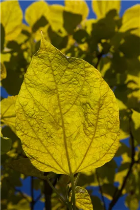 Reichfruchtender Trompetenbaum 'Aurea' - Catalpa bignonioides 'Aurea' - Baum