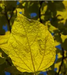 Reichfruchtender Trompetenbaum 'Aurea' - Catalpa bignonioides 'Aurea' - Baum