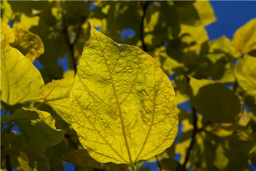 Reichfruchtender Trompetenbaum 'Aurea' - Catalpa bignonioides 'Aurea' - Baum