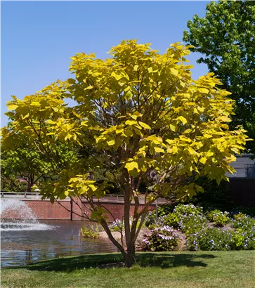 Reichfruchtender Trompetenbaum 'Aurea' - Catalpa bignonioides 'Aurea' - Baum