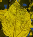 Reichfruchtender Trompetenbaum 'Aurea' - Catalpa bignonioides 'Aurea' - Baum