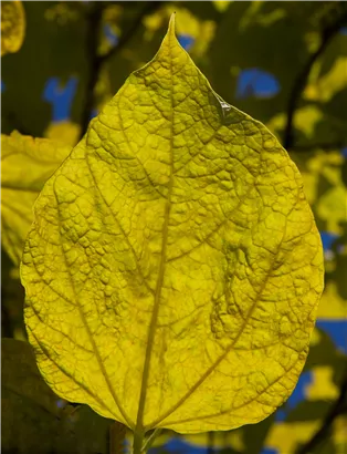 Reichfruchtender Trompetenbaum 'Aurea' - Catalpa bignonioides 'Aurea' - Baum