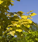 Reichfruchtender Trompetenbaum 'Aurea' - Catalpa bignonioides 'Aurea' - Baum