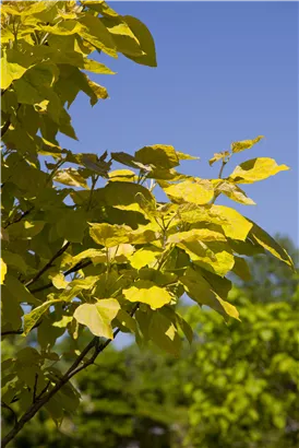 Reichfruchtender Trompetenbaum 'Aurea' - Catalpa bignonioides 'Aurea' - Baum